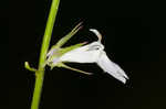 Pale lobelia